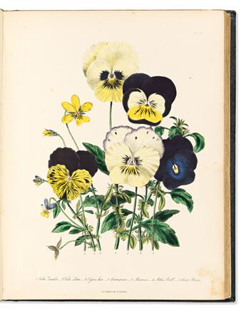 (BOTANICAL.) Jane Wells Loudon. The Ladies' Flower-Garden of Ornamental Annuals.                                                                 